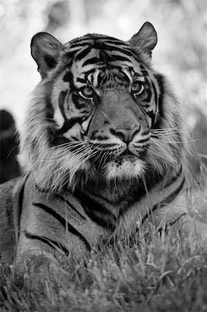 Black and white portrait of tiger. Stock Photo - Budget Royalty-Free & Subscription, Code: 400-04163994