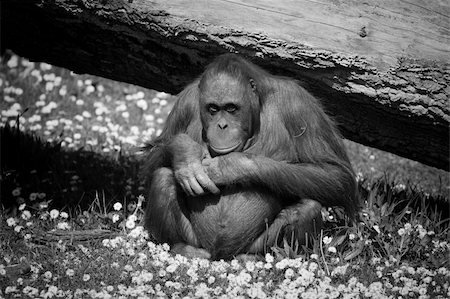 B&W portrait of Orangutan Photographie de stock - Aubaine LD & Abonnement, Code: 400-04163995