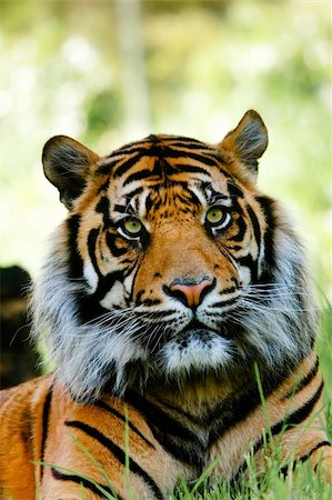 Colour portrait of tiger. Stock Photo - Budget Royalty-Free & Subscription, Code: 400-04163993