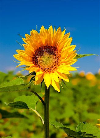 simsearch:400-04751722,k - Close-up picture of beautiful and colorful sunflowers Stock Photo - Budget Royalty-Free & Subscription, Code: 400-04174015