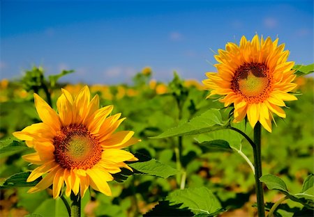 simsearch:400-04751722,k - Close-up picture of beautiful and colorful sunflowers Stock Photo - Budget Royalty-Free & Subscription, Code: 400-04174016