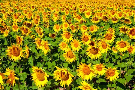 simsearch:400-05682398,k - Beautiful landscape image of an agriculture field of sunflowers Stock Photo - Budget Royalty-Free & Subscription, Code: 400-04174017