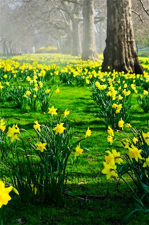 field of daffodil pictures - Blooming daffodils in St James's Park in London Stock Photo - Budget Royalty-Free & Subscription, Code: 400-04174584