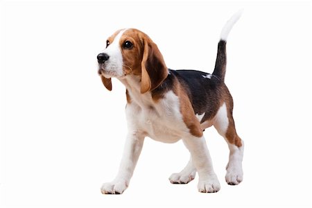 peterkirillov (artist) - Young puppy of beagle breed. Isolated over white Stock Photo - Budget Royalty-Free & Subscription, Code: 400-04175850
