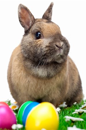 Easter bunny sitting in flower meadow with  colorful Easter eggs. Isolated on white Background. Stock Photo - Budget Royalty-Free & Subscription, Code: 400-04175878