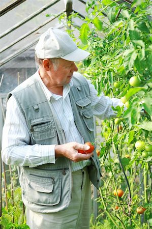 simsearch:400-08552542,k - Elderly man harvesting vegetable from his glasshouse Stock Photo - Budget Royalty-Free & Subscription, Code: 400-04176134
