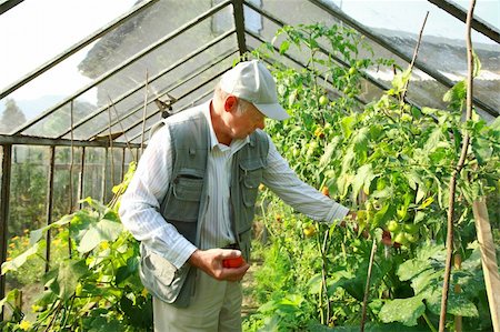 simsearch:400-08552542,k - Elderly man harvesting vegetable from his glasshouse Stock Photo - Budget Royalty-Free & Subscription, Code: 400-04176135