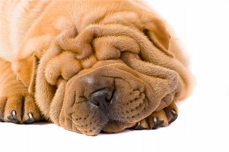 simsearch:400-04176547,k - Funny sharpei puppy isolated on white background Photographie de stock - Aubaine LD & Abonnement, Code: 400-04176517