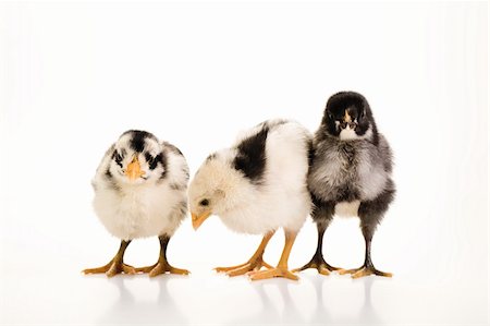 simsearch:400-04847950,k - 3 baby chickens standing next to each other. Photographie de stock - Aubaine LD & Abonnement, Code: 400-04176562