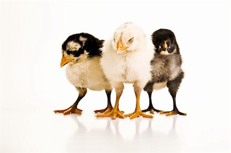 simsearch:400-04847950,k - Three baby chickens standing next to each other with their eyes closed. Photographie de stock - Aubaine LD & Abonnement, Code: 400-04176563