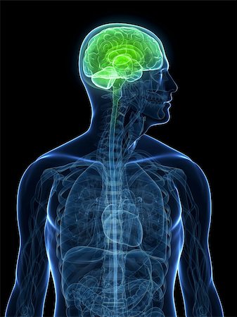 eraxion (artist) - 3d rendered illustration of a transparent body with healthy brain Fotografie stock - Microstock e Abbonamento, Codice: 400-04176813