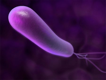simsearch:400-04157099,k - 3d rendered close up of an isolated heliobacter bacterium Stock Photo - Budget Royalty-Free & Subscription, Code: 400-04176828