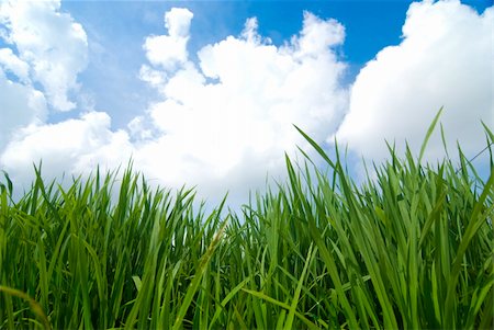 simsearch:400-03997550,k - paddy rice field Stock Photo - Budget Royalty-Free & Subscription, Code: 400-04177291