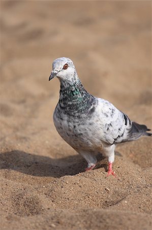 A beautiful urban pigeon in the sand looking for food Stock Photo - Budget Royalty-Free & Subscription, Code: 400-04177832