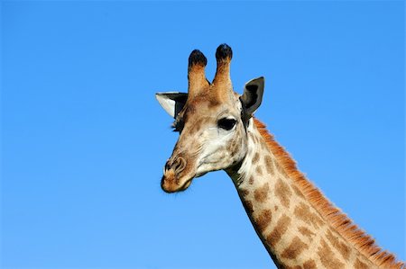 Giraffe against a blue sky in Hluhluwe-Umfolozi Game Reserve, South Africa Stock Photo - Budget Royalty-Free & Subscription, Code: 400-04177850