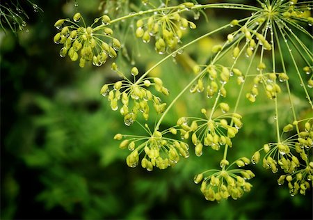 simsearch:400-04403996,k - Rain drops on seeds of fennel Stock Photo - Budget Royalty-Free & Subscription, Code: 400-04177949