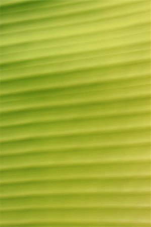 simsearch:400-05015288,k - Close up of green leaf Photographie de stock - Aubaine LD & Abonnement, Code: 400-04178098