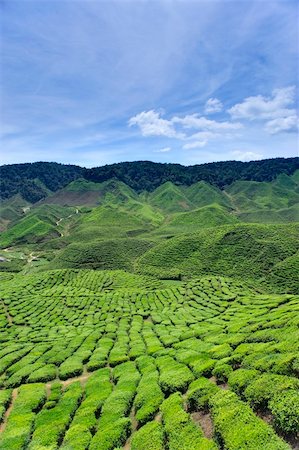 simsearch:400-06921179,k - Tea plantations found in Cameron Highlands, Malaysia Fotografie stock - Microstock e Abbonamento, Codice: 400-04178378