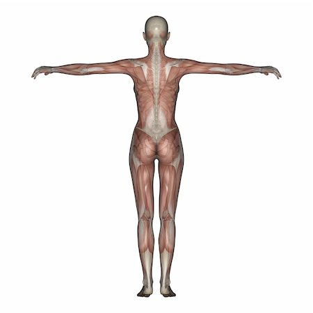 strong bones - 3D render of a female skeleton with transparent muscles. Photographie de stock - Aubaine LD & Abonnement, Code: 400-04178465