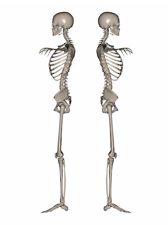 strong bones - 3D rendered Female Skeleton Photographie de stock - Aubaine LD & Abonnement, Code: 400-04178469
