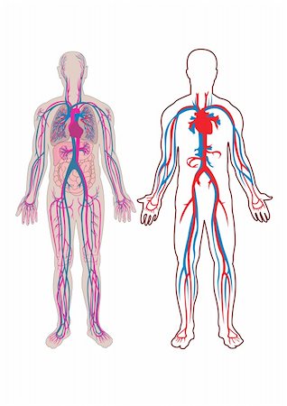 Diagram of the human vein and anatomy in vector Stock Photo - Budget Royalty-Free & Subscription, Code: 400-04178502