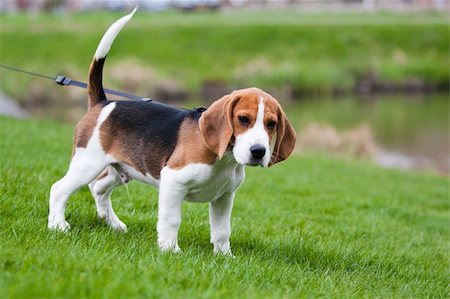 Dog on green meadow. Beagle puppy walking Stock Photo - Budget Royalty-Free & Subscription, Code: 400-04178836