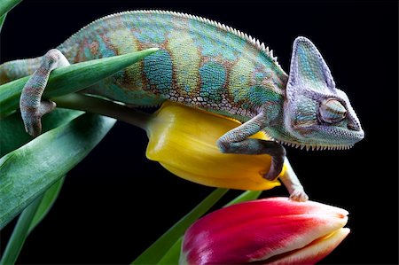 Chameleons belong to one of the best known lizard families. Stock Photo - Budget Royalty-Free & Subscription, Code: 400-04179188
