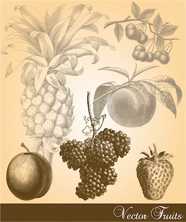 food antique illustrations - Antique vector fruits.  Colors are easily editable. Foto de stock - Super Valor sin royalties y Suscripción, Código: 400-04179245