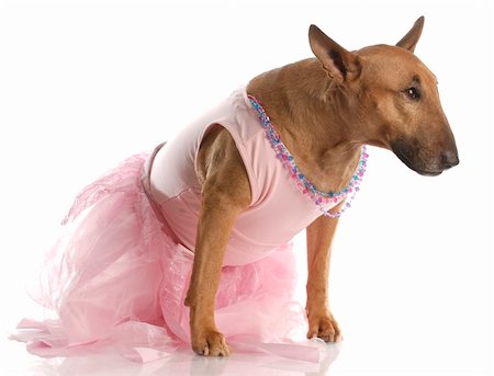 simsearch:400-04185240,k - female bull terrier dressed up in a ballerina tutu Stock Photo - Budget Royalty-Free & Subscription, Code: 400-04179447