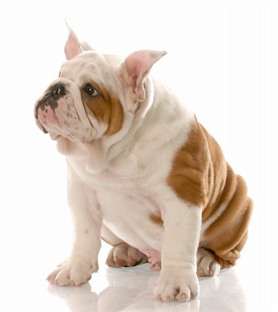 simsearch:400-06758857,k - english bulldog puppy with ears standing straight up - three months old Foto de stock - Royalty-Free Super Valor e Assinatura, Número: 400-04179469