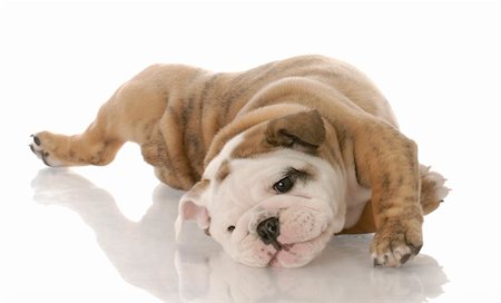 simsearch:400-06758887,k - english bulldog puppy laying on her back - nine weeks old Stock Photo - Budget Royalty-Free & Subscription, Code: 400-04179461
