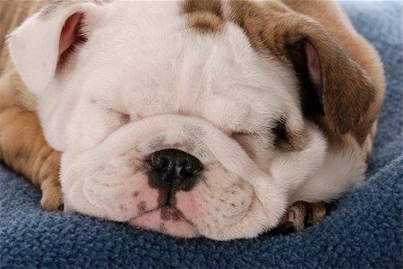 simsearch:400-04303358,k - nine week old english bulldog puppy sleeping on blue blanket Stockbilder - Microstock & Abonnement, Bildnummer: 400-04179462