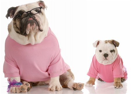 english bulldog mother and pup dressed in pink on white background Stock Photo - Budget Royalty-Free & Subscription, Code: 400-04179475
