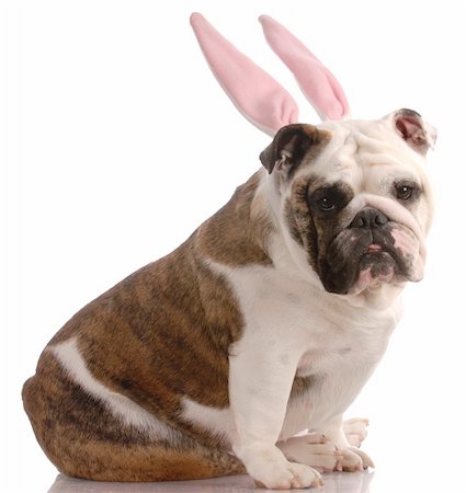 simsearch:400-06557689,k - english bulldog wearing pink rabbit ears with reflection on white background Photographie de stock - Aubaine LD & Abonnement, Code: 400-04179472