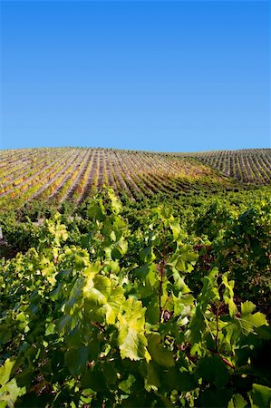 simsearch:400-07097368,k - Landscape photo : View over beautiful port wine vineyards in Douro, Portugal. Photographie de stock - Aubaine LD & Abonnement, Code: 400-04179482