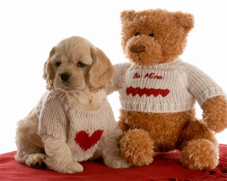 furry teddy bear - american cocker spaniel puppy being loved by stuffed teddy bear on white background Stock Photo - Budget Royalty-Free & Subscription, Code: 400-04179533