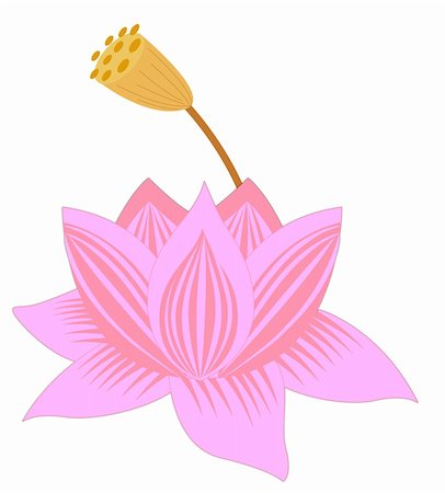 simsearch:400-07510882,k - pink lotus  and  yellow lotus of pregnant flower Stockbilder - Microstock & Abonnement, Bildnummer: 400-04179637