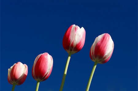 Image of pink and white tulips against deep blue sky Photographie de stock - Aubaine LD & Abonnement, Code: 400-04170374