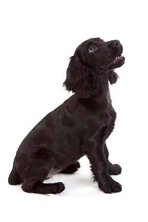 english Cocker Spaniel Stockbilder - Microstock & Abonnement, Bildnummer: 400-04172251