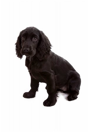 english Cocker Spaniel Stockbilder - Microstock & Abonnement, Bildnummer: 400-04172253