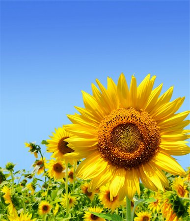 simsearch:400-05682398,k - Yellow sunflowers and blue sky Stock Photo - Budget Royalty-Free & Subscription, Code: 400-04172387