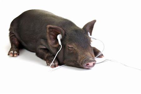 piglet humor - Small black pig lying down and listening to music through white headphones. Stock Photo - Budget Royalty-Free & Subscription, Code: 400-04172777