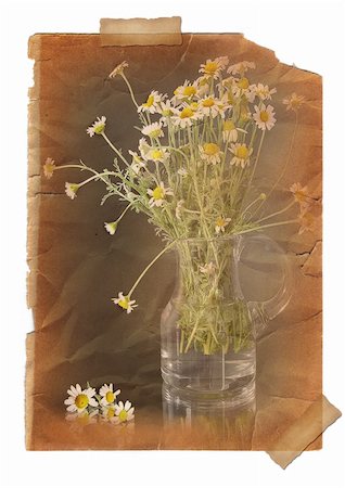 ruban-cache - Camomile. Page with vintage effect, pasted by a sticky tape on a white background Photographie de stock - Aubaine LD & Abonnement, Code: 400-04173284