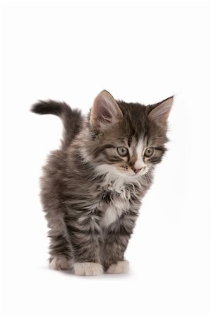 simsearch:400-05262338,k - Grey striped kitten plays on a white background Photographie de stock - Aubaine LD & Abonnement, Code: 400-04173294