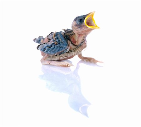 simsearch:400-04858235,k - baby brood sparrow screming for foods with isolated white background Foto de stock - Super Valor sin royalties y Suscripción, Código: 400-04173872