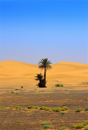 simsearch:400-05192544,k - palm tree on Sahara desert Stock Photo - Budget Royalty-Free & Subscription, Code: 400-04173937