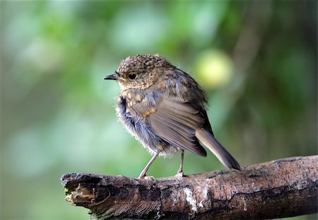 Portrait of a young Robin Stock Photo - Budget Royalty-Free & Subscription, Code: 400-04184652