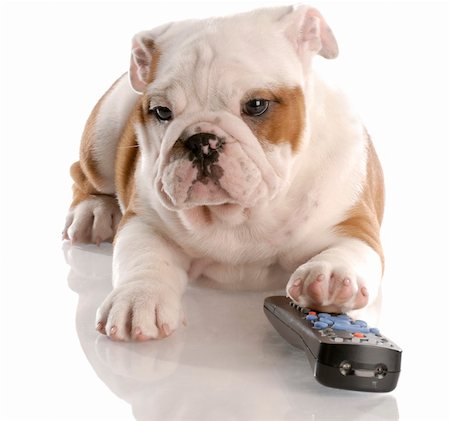 simsearch:400-07820675,k - dog with remote control - english bulldog nine weeks old Foto de stock - Super Valor sin royalties y Suscripción, Código: 400-04184910