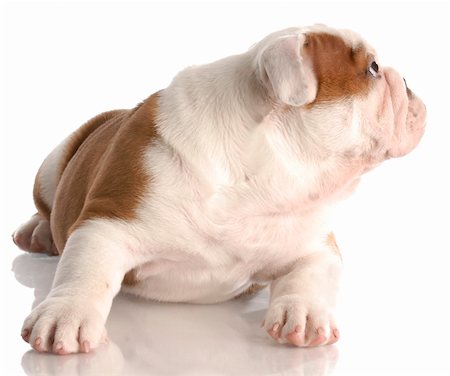 simsearch:400-08192678,k - nine week old red and white english bulldog puppy looking to the side Foto de stock - Super Valor sin royalties y Suscripción, Código: 400-04184912