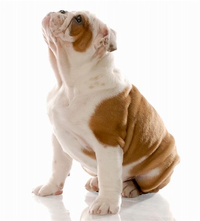 simsearch:400-06758857,k - fourteen week old english bulldog puppy sitting looking up Foto de stock - Royalty-Free Super Valor e Assinatura, Número: 400-04184924